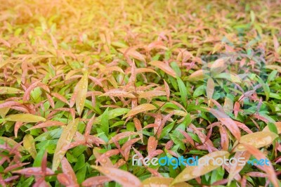 Soft Focus Green And Red Leaf Texture Background Stock Photo