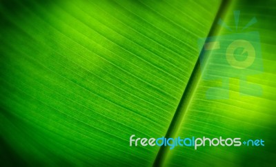 Soft Focus Of Banana Leaf Stock Photo