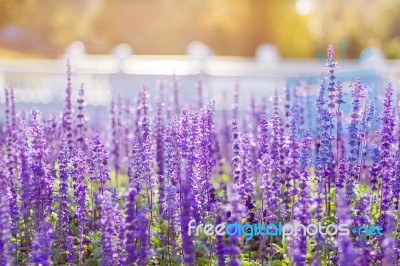 Soft Focus Of Blue Salvia Flower Field Stock Photo
