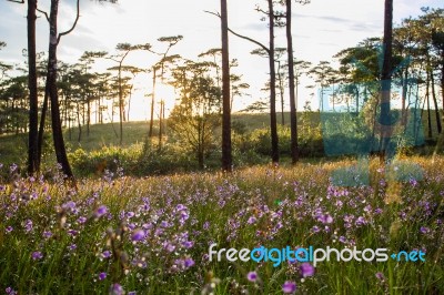 Soft Focus Sweet Purple Flowers And Pine Tree Forest With Sunset… Stock Photo