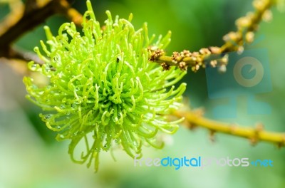 Soft Fruit Of Rambutan Is Pure Natural Stock Photo