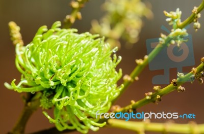 Soft Fruit Of Rambutan Is Pure Natural Stock Photo