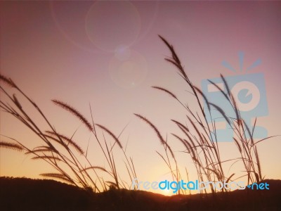 Soft Light Tone, Grass And Sunset Stock Photo