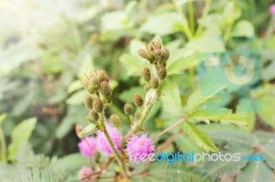 Soft Nature Greenery Background Of Mimosa Bud Flowers On Green G… Stock Photo