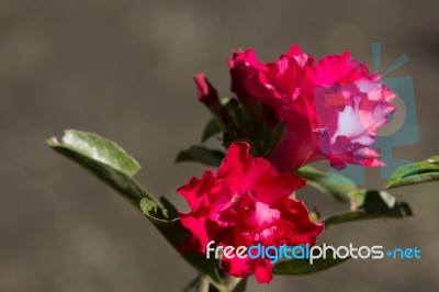 Soft Pink Desert Rose Flowers Stock Photo