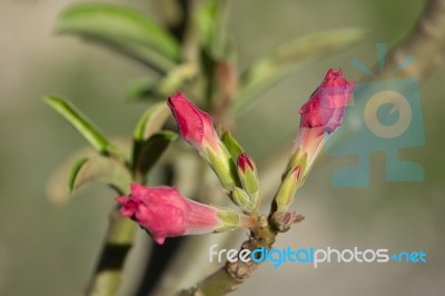 Soft Pink Desert Rose Flowers Stock Photo