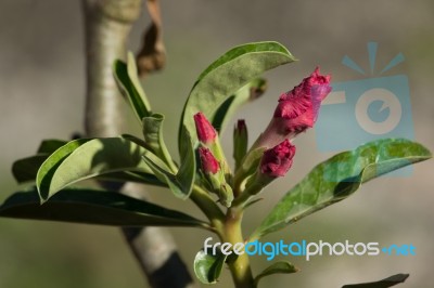 Soft Pink Desert Rose Flowers Stock Photo