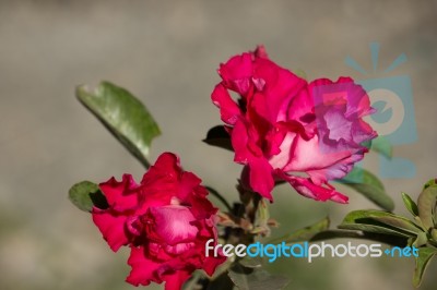 Soft Pink Desert Rose Flowers Stock Photo