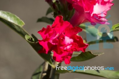 Soft Pink Desert Rose Flowers Stock Photo