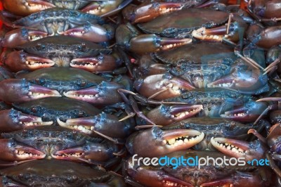 Soft Shell Black Crab Stock Photo