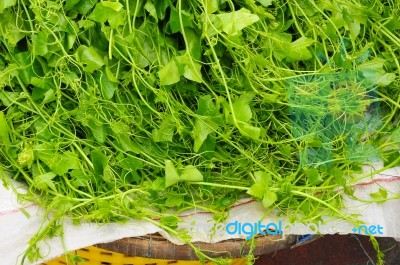 Soft Shoots Of Gourd Stock Photo