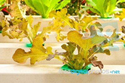 Soilless Vegetable Planting Stock Photo