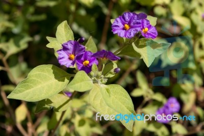 Solano Bush (solanum Rantonnetii) Stock Photo