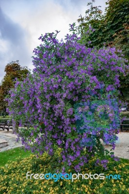 Solano Bush (solanum Rantonnetii) Flowering Ist Wolfgang Stock Photo