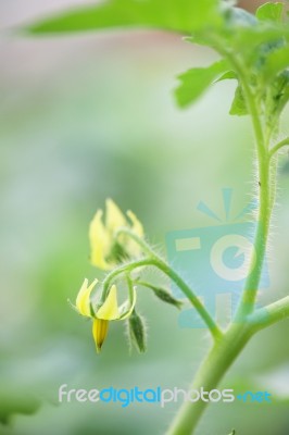 Solanum Laciniatum Flower Stock Photo