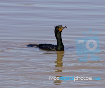 Solely Cormorant Stock Photo