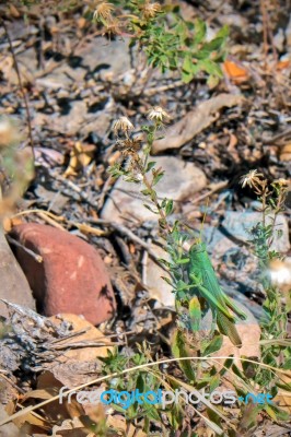 Solitary Desert Locust Stock Photo