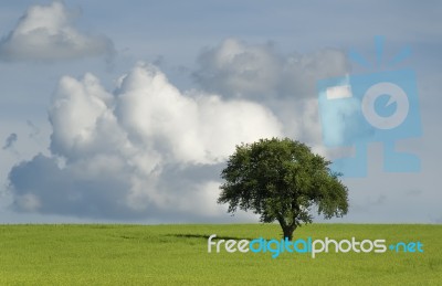 Solitary Tree Stock Photo