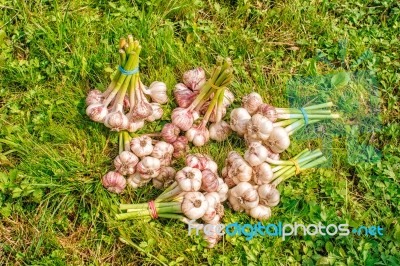 Some Bundles Of Garlic Lying On The Grass Stock Photo