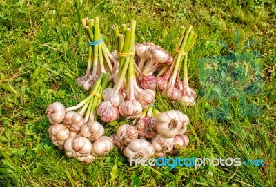 Some Bundles Of Garlic Lying On The Grass Stock Photo