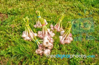 Some Bundles Of Garlic Lying On The Grass Stock Photo