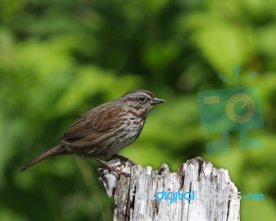 Song Sparrow Stock Photo