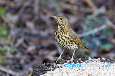 Song Thrush Stock Photo