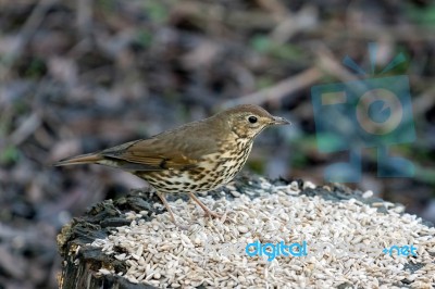 Song Thrush Stock Photo