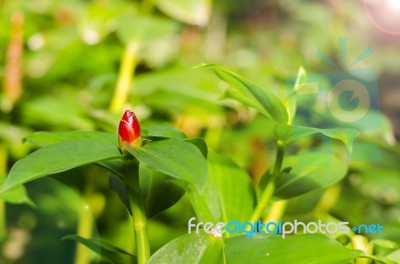 Songkhla Head Or Ginger Costus Speciosus Of Thailand Stock Photo