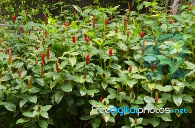 Songkhla Head Or Ginger Costus Speciosus Of Thailand Stock Photo