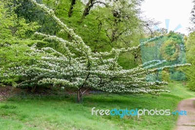 Sorbus Megalocarpa Stock Photo