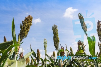 Sorghum Field Stock Photo