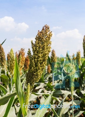 Sorghum Field Stock Photo