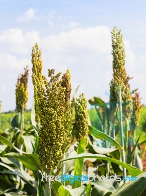 Sorghum Field Stock Photo