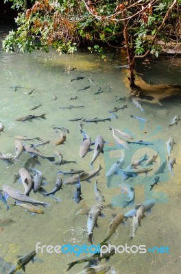 Soro Brook Carp Fish Stock Photo