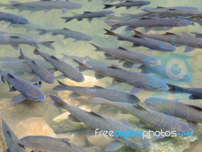 Soro Brook Carp Waterfall Fish Stock Photo