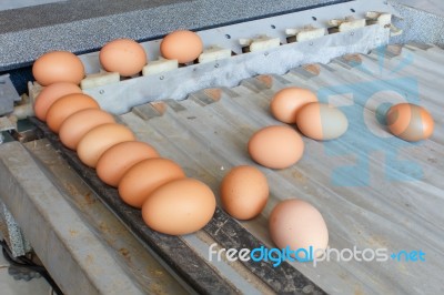 Sorting Eggs Stock Photo