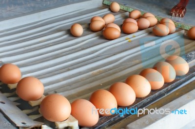 Sorting Eggs Stock Photo