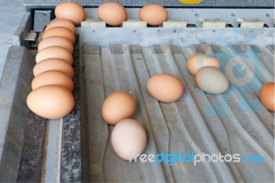 Sorting Eggs Stock Photo