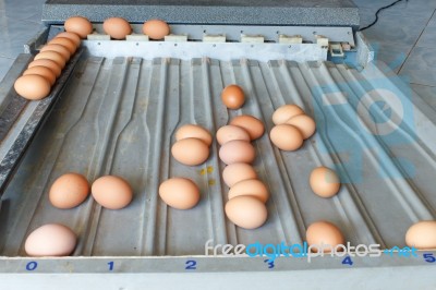 Sorting Eggs Stock Photo