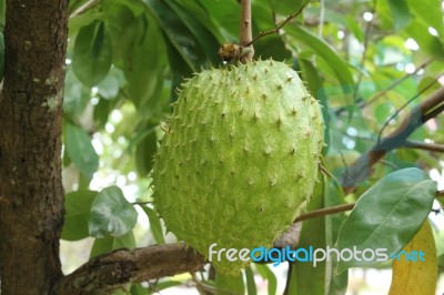 Soursop Stock Photo