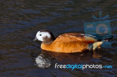 South African Shelduck (tadorna Cana) Stock Photo