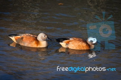 South African Shelduck (tadorna Cana) Stock Photo