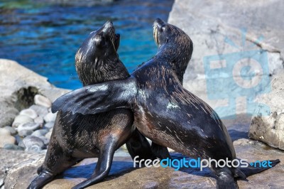 South American Fur Seals (arctocephalus Australis Stock Photo