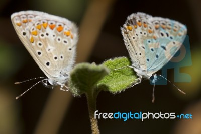 Southern Brown Argus Stock Photo