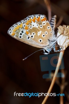 Southern Brown Argus Stock Photo