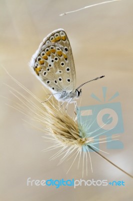 Southern Brown Argus Stock Photo