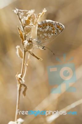 Southern Brown Argus Stock Photo