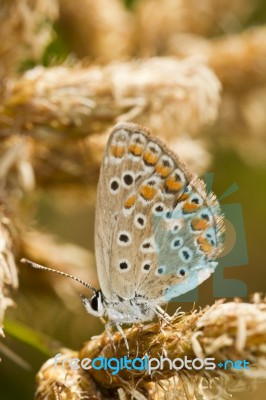 Southern Brown Argus (aricia Cramera) Butterfly Stock Photo