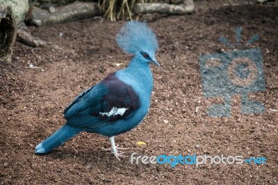 Southern Crowned Pigeon (goura Scheepmakeri Sclateri At The Biop… Stock Photo